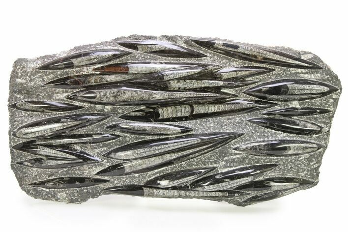 Polished Fossil Orthoceras (Cephalopod) Plate - Morocco #290378